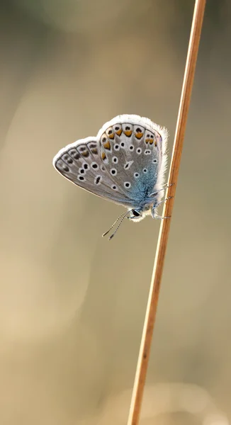 Pequeña mariposa sobre una paja de heno — Foto de Stock