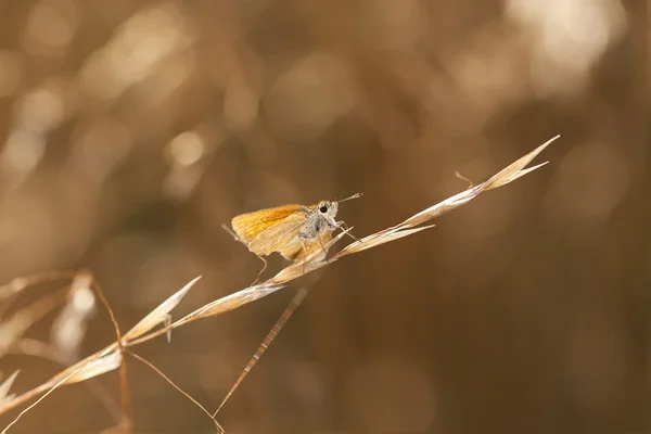 Pequena borboleta laranja em uma palha de feno — Fotografia de Stock