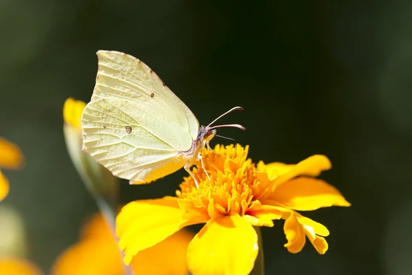 Butterfly on a yellow flower — Stock Photo, Image