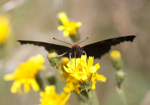 Gran mariposa negra sobre una flor amarilla — Foto de Stock