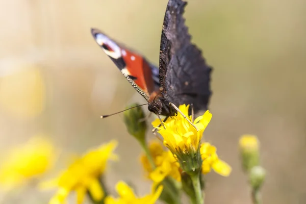 Borboleta grande com asas vermelhas e pretas — Fotografia de Stock