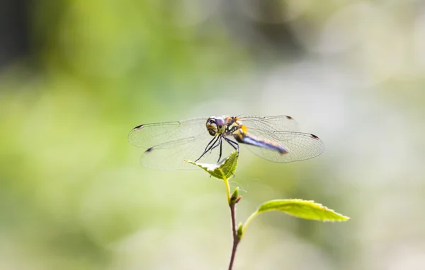 Libelle auf einem grünen Blatt — Stockfoto