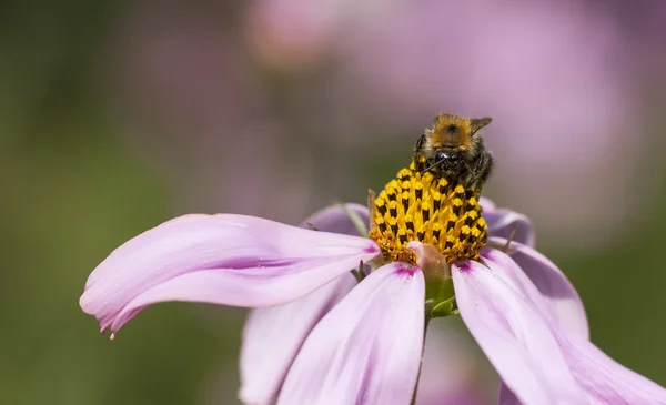 Bee op een bloem bloeien — Stockfoto
