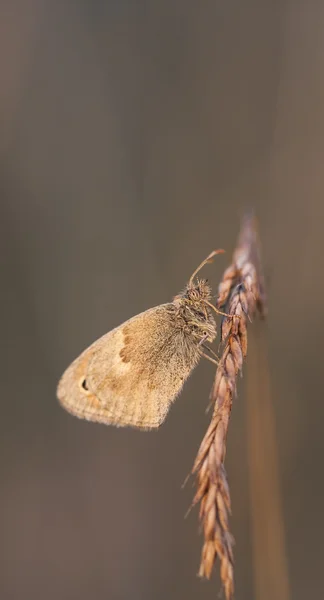 Small butterfly on a hay straw — Stock Photo, Image