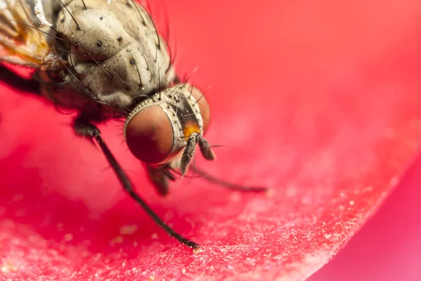 Fechar de uma mosca com olhos vermelhos — Fotografia de Stock