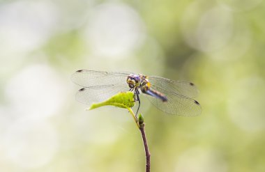 Yeşil yapraklı yusufçuk.