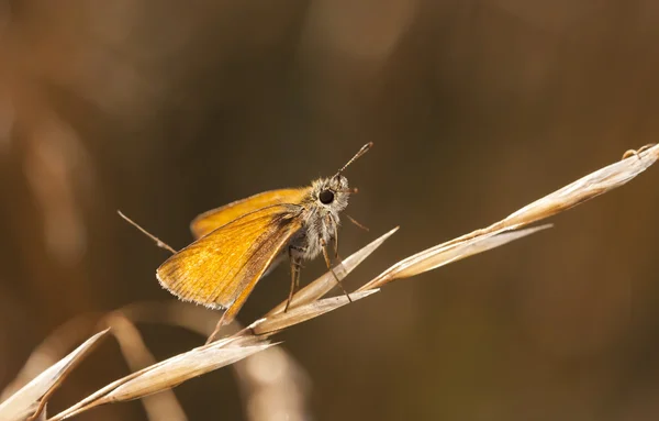 Pequeña mariposa naranja sobre una paja de heno — Foto de Stock