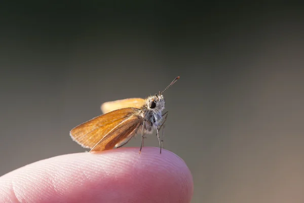 Liten orange fjäril på ett finger — Stockfoto