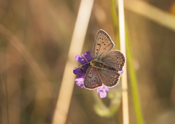 Butterfly with dark brownish wings on a flower blossom — Stock Photo, Image