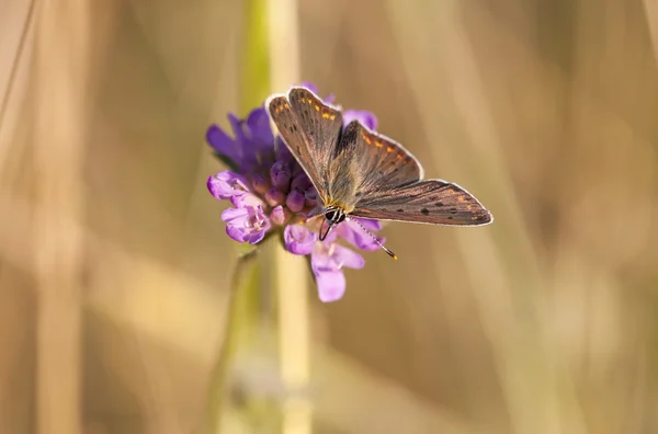 Borboleta com asas acastanhadas escuras em uma flor de flor — Fotografia de Stock
