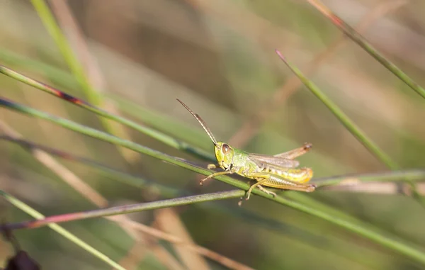 Green grasshopper sit on a grass straw — Stock Photo, Image