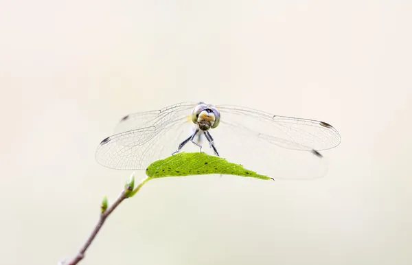 Dragonfly on a green leaf — Stock Photo, Image