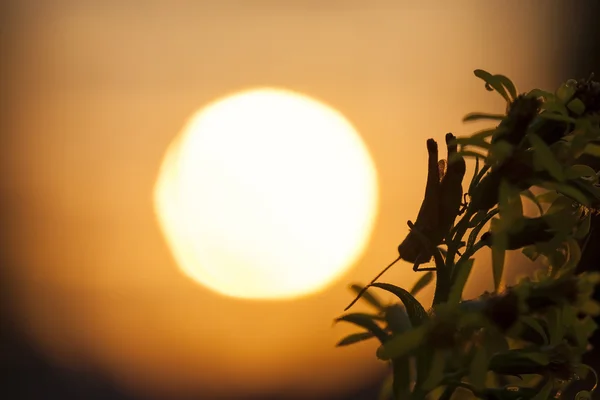 Grasshopper silhouette in the sun — Stock Photo, Image