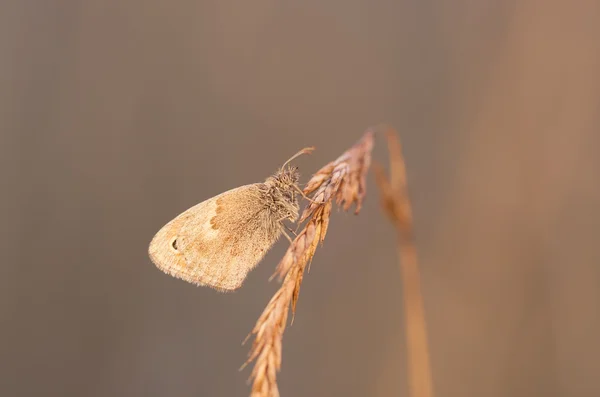 Mały motyl na siano słoma — Zdjęcie stockowe
