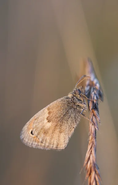 Borboleta pequena em uma palha de feno — Fotografia de Stock