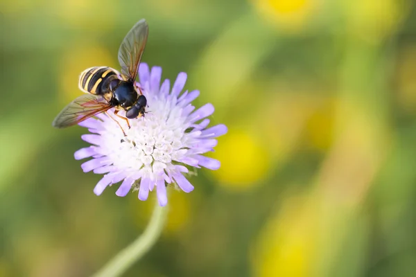 Hornet samler nektar fra blomsten – stockfoto