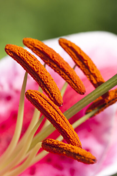 Amaryllis stamens or pistils closeup