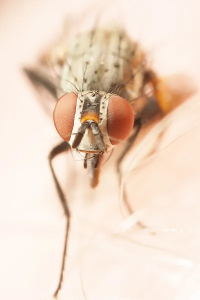 一只苍蝇与红红的眼睛的特写 — 图库照片
