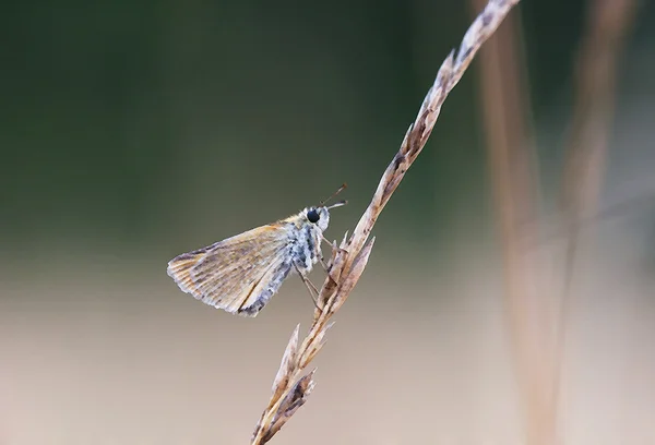 Mały motyl na siano słoma — Zdjęcie stockowe
