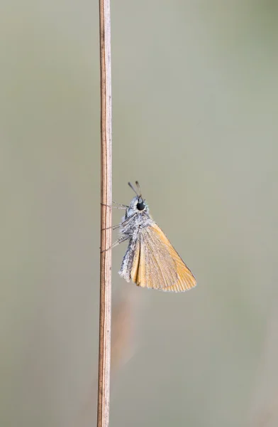 Pequeña mariposa sobre una paja de heno — Foto de Stock