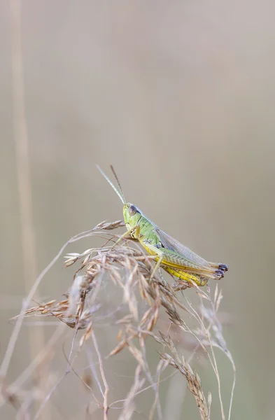 Green Grasshopper de cerca — Foto de Stock