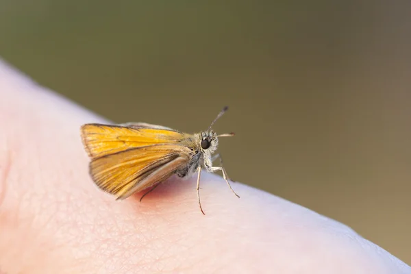 Liten orange fjäril på ett finger — Stockfoto