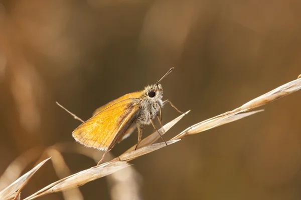 Kleiner orangefarbener Schmetterling auf einem Heustroh — Stockfoto