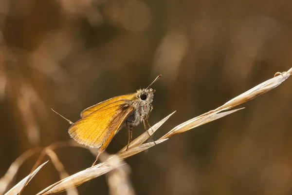 Маленький апельсиновий метелик на сіновій соломі — стокове фото