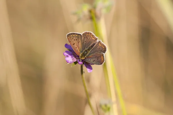 Çiçek çiçek üzerinde koyu kahverengimsi kanatlı kelebek — Stok fotoğraf