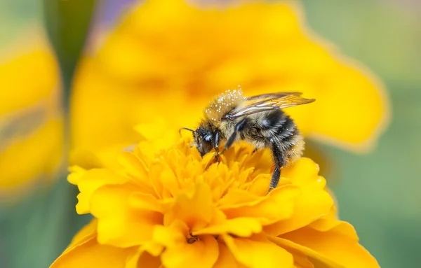 Bier samler honning på en gul blomst – stockfoto