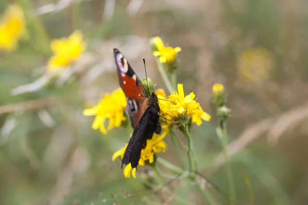Großer Schmetterling mit roten und schwarzen Flügeln — Stockfoto