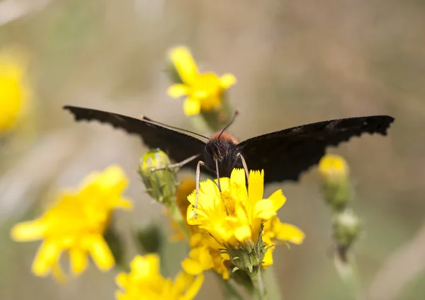 Gran mariposa negra sobre una flor amarilla — Foto de Stock