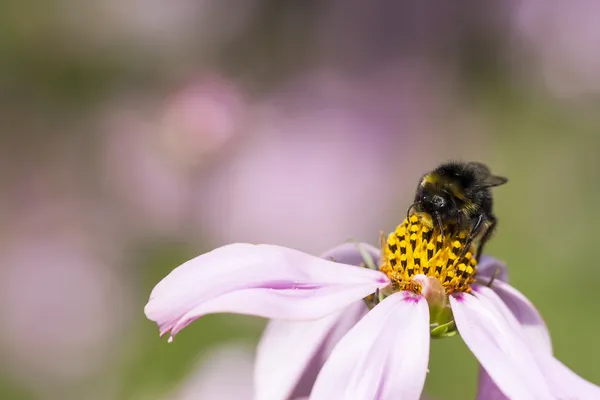 Bee op een bloem bloeien — Stockfoto