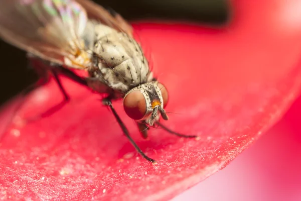 Fechar de uma mosca com olhos vermelhos — Fotografia de Stock