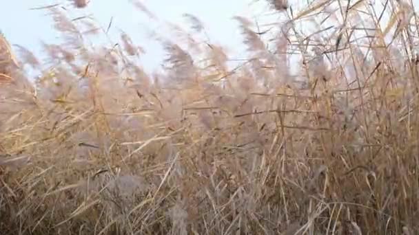 Brown pampas hierba primer plano, texturas naturales y fondo. — Vídeos de Stock