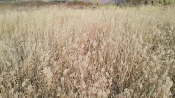 Pampas sèche herbe gros plan, textures naturelles et arrière-plan, vue aérienne — Video