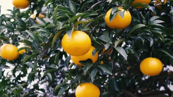 Rijp sinaasappels hangend aan een boomtak close-up. — Stockvideo