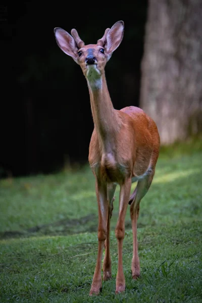 Curious Whitetail Buck Looking Directly Camera — Stock fotografie