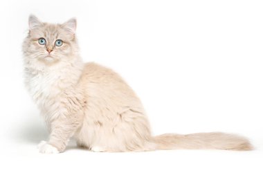  Mavi gözlü sevimli Ragdoll kedisinin portresi                         