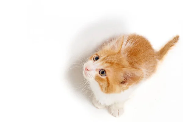 Portrait Ginger Kitten Yellow Eyes — Φωτογραφία Αρχείου