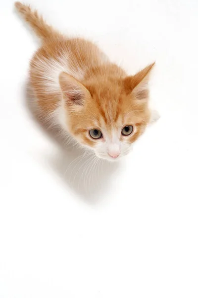 Portrait Ginger Kitten Yellow Eyes — Stock Photo, Image