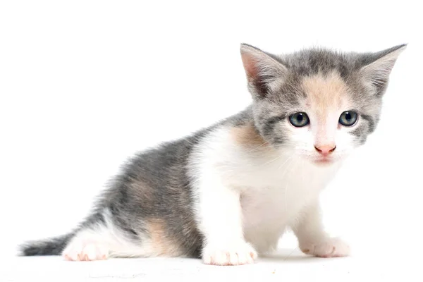 Adorable Kitten Blue Eyes — 图库照片