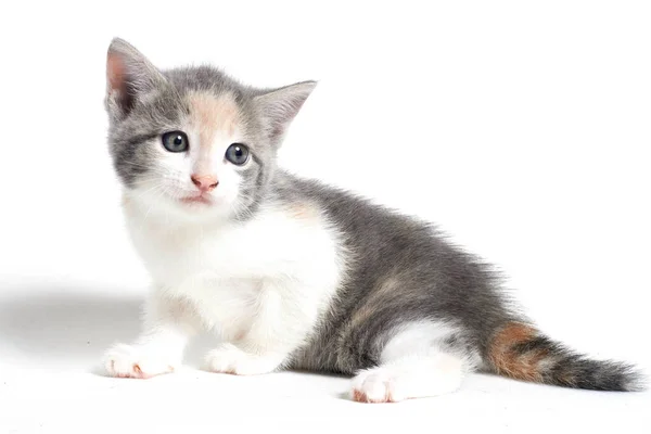 Magnific Baby Kitten Cat — Foto de Stock