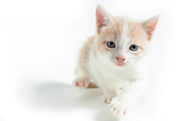 Portrait Ginger Kitten Yellow Eyes — Fotografia de Stock