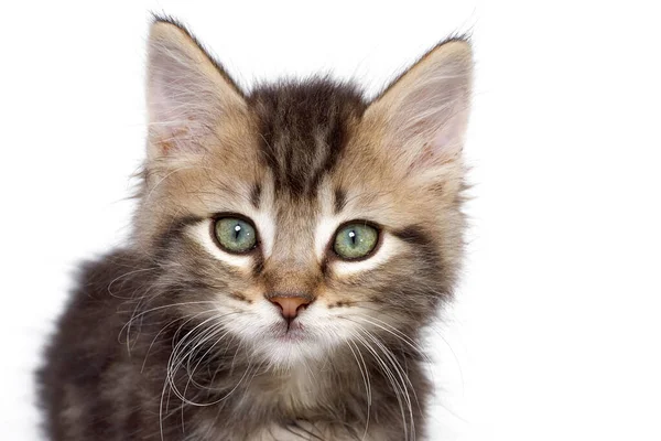 Portrait Tabby Kitten Green Eyes — Stock Photo, Image