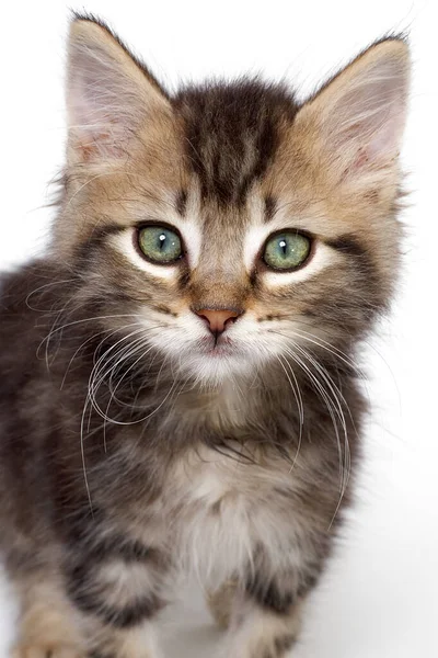 Portrait Adorable Tabby Kitten Green Eyes — Stock Photo, Image