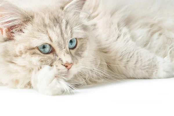 Adorable Ragdoll Cat Blue Eyes — Φωτογραφία Αρχείου