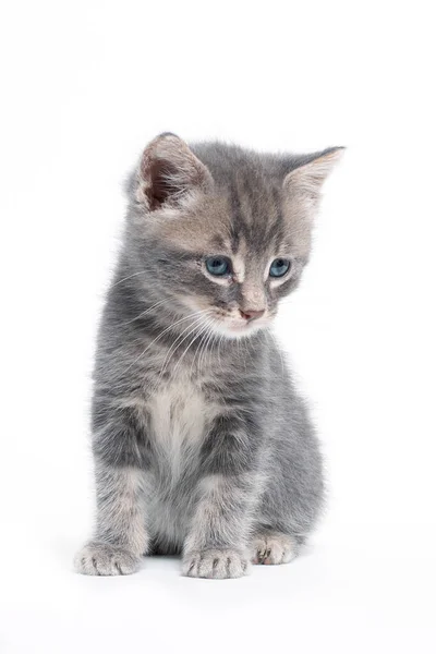 Portrait Grey Kitten Blue Eyes — Stockfoto