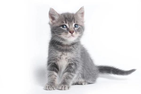 Kätzchen Mit Blauen Augen Ein Interessanter Blick — Stockfoto