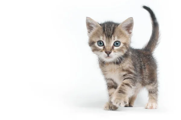 Tabby Kitten Green Eyes — Foto de Stock